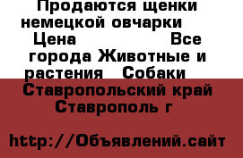 Продаются щенки немецкой овчарки!!! › Цена ­ 6000-8000 - Все города Животные и растения » Собаки   . Ставропольский край,Ставрополь г.